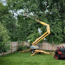 How Our Tree Care Process Works  in  Springfield, SD
