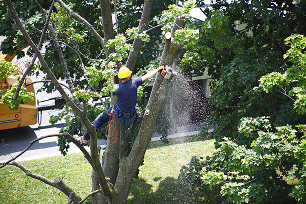Lawn Pest Prevention in Springfield, SD
