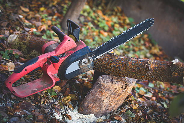 Professional Tree Care in Springfield, SD